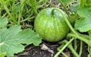Melons éclatés en été ? L’astuce estivale qui booste la saveur et préserve vos récoltes