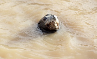 Une otarie nage dans son bassin souillé par la vague qui a frappé Marineland dans la nuit de samedi à dimanche.