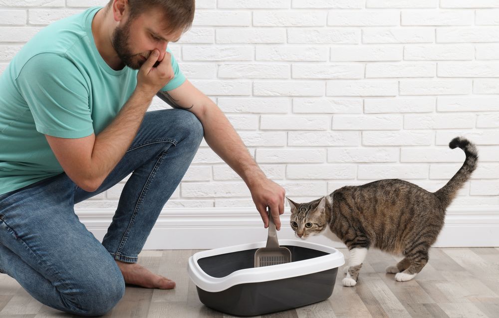 Quelle est la meilleure litière pour chat à choisir en 2024