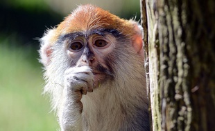 Treize singes patas ont péri dans l'incendie d'un parc safari anglais (illustration).