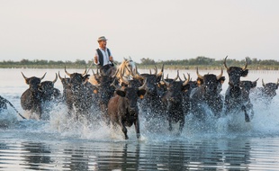 Un gardian entouré de taureaux en Camargue en juillet 2015