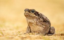 Le crapaud-buffle : un amphibien mortel