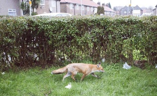 Un renard dans le jardin d'une résidence londonienne, le 10 février 2013.