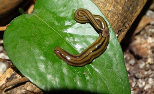 Un « Bipalium au Brésil » (image d'illustration).