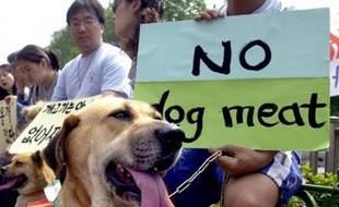 Les autorités de Séoul vont lancer une campagne d'inspection afin de vérifier l'hygiène et la qualité de la viande dans les restaurants servant de la viande de chien, théoriquement illégaux depuis les jeux Olympiques de 1988 mais tolérés.