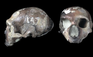 Une étude sur la machoire de Neandertal révèle que l'un d'eux soignait ses dents