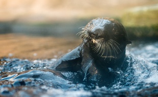 Les loutres (ici dans un aquarium) avaient été chassées des rivières