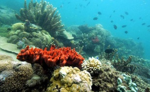 Une recherche publiée dans la revue américaine Science montre pour la première fois que le fait de croiser des coraux provenant de différentes latitudes peut aider à la survie des récifs