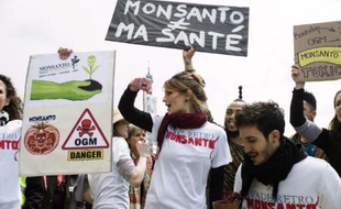L'interdiction de cultiver en France le maïs transgénique MON810 produit par la firme Monsanto a été jugée excessive par le rapporteur public lors d'une audience vendredi devant le Conseil dÉtat, a-t-on appris auprès de l'Union nationale des apiculteurs français (Unaf).