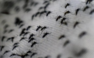 Transmis par un moustique, le chikungunya provoque de fortes fièvres et des douleurs articulaires