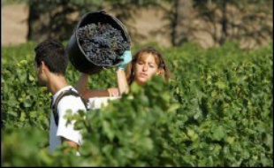 Déplacement des régions viticoles vers le nord, vendanges précoces, délocalisation des AOC, bouleversement des cépages: le monde du vin va devoir s'adapter au réchauffement climatique, préviennent les scientifiques.