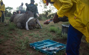Des rangers du ranch de John Hume coupent la corne d'un rhinocéros anesthésié pour le protéger des braconniers, le 3 février 2016 à Klerksdorp dans le nord-ouest de l'Afrique du Sud