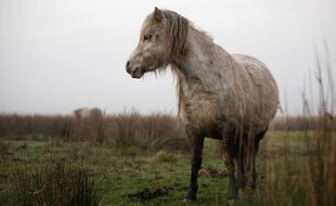 En Bretagne, une maison a été ravagée par un locataire, qui invitait régulièrement un poney à l'intérieur. 