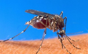 La perspective de la commercialisation, d'ici 2015, d'un premier vaccin contre le paludisme a été accueillie mardi avec intérêt mais prudence par les experts luttant contre cette maladie, responsable chaque année de quelque 660.000 morts en Afrique.