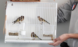 Une trentaine d'agents de l'Office national de la chasse et de la faune sauvage ont mené une opération d'envergure à la frontière franco-italienne pour démanteler le trafic d'oiseaux protégés importés d'Italie