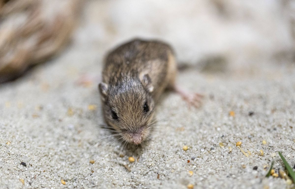 Agée de plus de 9 ans, Pat est la souris la plus vieille du monde