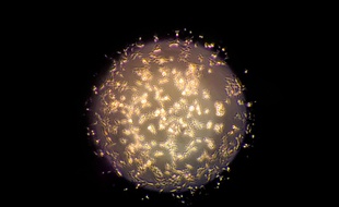 Des cellules T utilisées dans la recherche d'un vaccin contre le virus du Sida (image d'illustration).