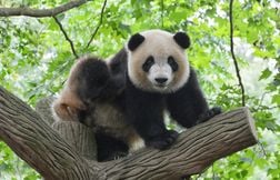 3 animaux ambassadeurs de la conservation