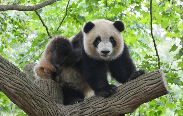 3 animaux ambassadeurs de la conservation