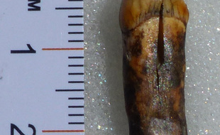La fameuse dent humaine remontant à l'homme de Néandertal, retrouvée dans les grottes de Montmaurin, en Haute-Garonne, le 11 août 2020.