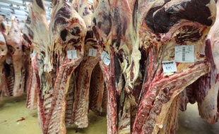 Des carcasses de viande. (Illustration)