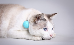 Le pendentif connecté Canhe-Fit pour les animaux de compagnie sera commercialisé en France en septembre 2016.