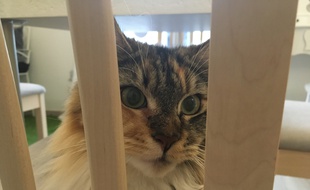 L'un des félins de la Maison des Chats, à Montpellier.