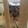 La Maison des chats à Montpellier, un bar où on pourra (bientôt) adopter