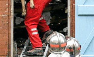Le chien spécialisé des pompiers.