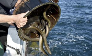 Les anguilles sont une espèce en danger d'extinction.