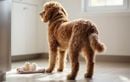 À quelle fréquence laver son chien sans risquer d’abîmer sa peau ? Les bons réflexes à adopter pour sa santé