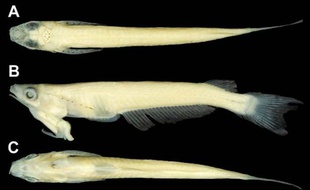 Une nouvelle espèce de poisson a été répertoriée dans le delta du Mékong, dans le sud du Vietnam, avec comme signe distinctif que le mâle porte son organe reproducteur au niveau de la gorge, ont indiqué mercredi les scientifiques.