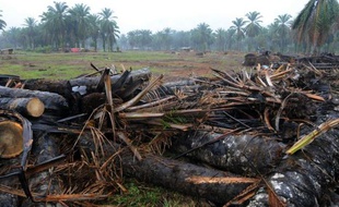 Le conflit pour la terre entre paysans et grands propriétaires, qui a fait 60 morts en trois ans dans la vallée de l'Aguan, dans le nord-est du Honduras, s'est ravivé cette fin de semaine, avec l'invasion d'une plantation de palmiers, un combat mené également devant les tribunaux.