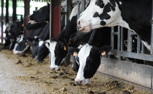 Illustration d'un troupeau de vaches.