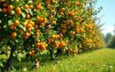 Pourquoi planter ce fruit oublié en juillet va transformer votre verger et attirer plus d’oiseaux