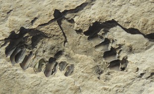 Photo non datée de fossiles animaux découverts à la surface d'un ancien lac, en Arabie saoudite.