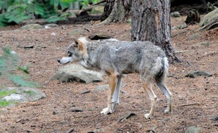 La justice suédoise s'est opposée mercredi à un arrêté gouvernemental qui allait permettre aux chasseurs de tuer 30 loups cet hiver en Suède, donnant raison aux défenseurs des animaux.