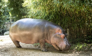 La 11e saison d'«Une saison au zoo» arrive le 26 août sur France 4.