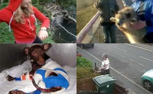Ces cas de maltraitances d'animaux qui ont mobilisé le Web (montage)