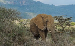 Un éléphant dans le sanctuaire d'Ol Jogi, à 300 km au nord de Nairobi, au Kenya, en août 2014