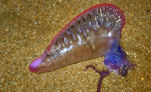 Une physalie échouée sur la plage de Praia Do Forte, à Bahia, au Brésil.