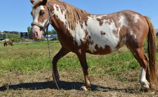 Le jeune cheval est décédé dans le week-end en Gironde.
