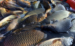 Des centaines de milliers d'alevins, des milliers de carpes et d'anguilles, ainsi que des tortues sont mortes dans l'étang du Moura à Avéron-Bergelle (Gers) après que des vandales eurent vidé l'eau en cassant la vanne de vidange, a-t-on appris lundi auprès du conseil général.