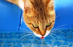 Pourquoi l'eau de piscine attire tant nos animaux (et pourquoi c'est mal)