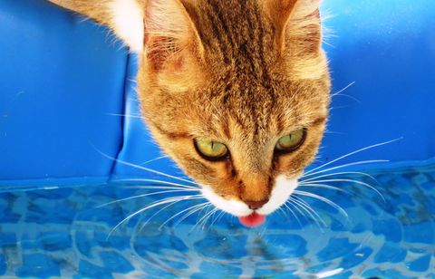 Pourquoi l'eau de piscine attire tant nos animaux (et pourquoi c'est mal)