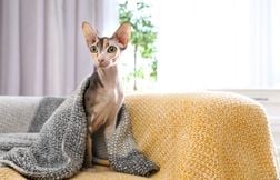 Chat insolite : le sphynx