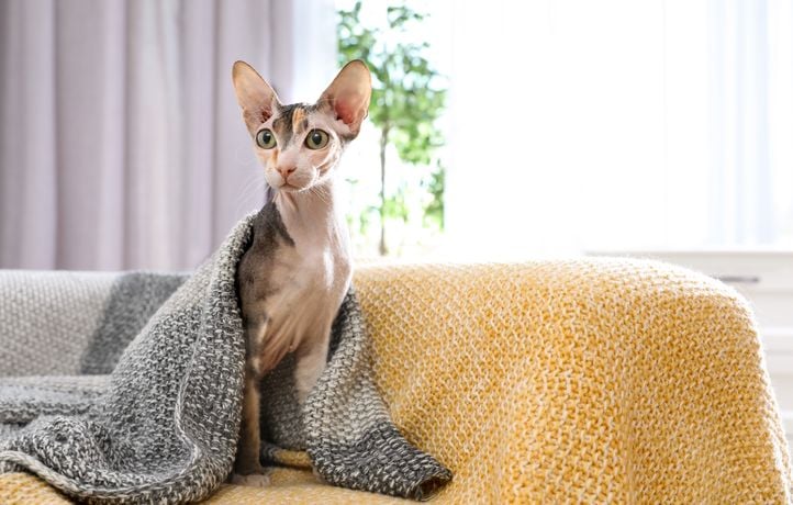 Chat insolite : le sphynx
