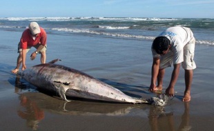Les centaines de dauphins trouvés morts ces derniers mois sur les côtes du nord du Pérou sont morts de cause naturelle, a affirmé mardi le gouvernement, alors que des défenseurs de l'environnement accusent les activités off-shore d'entreprises pétrolières.