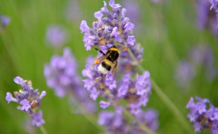 Une abeille et une fleur. (illustration)
