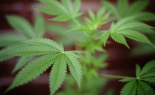 Les saisies de plants sont en augmentation depuis 2003, atteignant 43 tonnes en 2008 dont 24 en Espagne et 15 en Bulgarie.